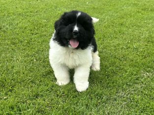 IKC Registered Newfoundland Pups