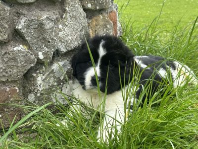 IKC Registered Newfoundland Pups