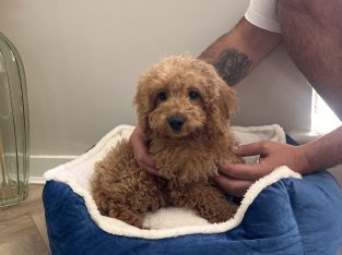 Cavapoo Puppy for Sale in Ireland – Friendly