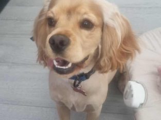 American Cocker Spaniel