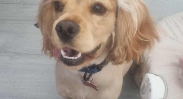 American Cocker Spaniel