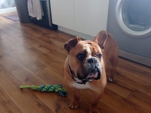 French x English Bulldog