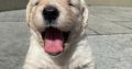 Golden Retriever Puppies for Sale in Mayo