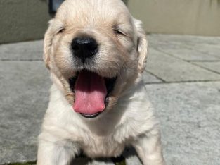 Purebred IKC registered Golden Retriever puppies