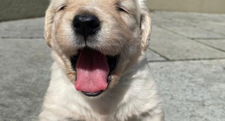 Golden Retriever Puppies for Sale in Mayo