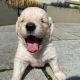 Golden Retriever Puppies for Sale in Mayo