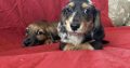 Dachshund Puppies for Sale in Kildare – IKC Registered