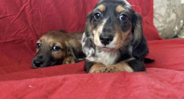 Dachshund Puppies for Sale in Kildare – IKC Registered