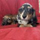 Dachshund Puppies for Sale in Kildare – IKC Registered