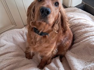 Cocker spaniel Cross puppies