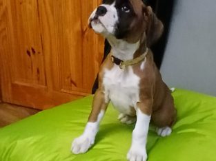 Boxer Puppies for Sale in Blessington – IKC Registered