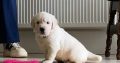 Golden Retriever Puppies for Sale in Mayo