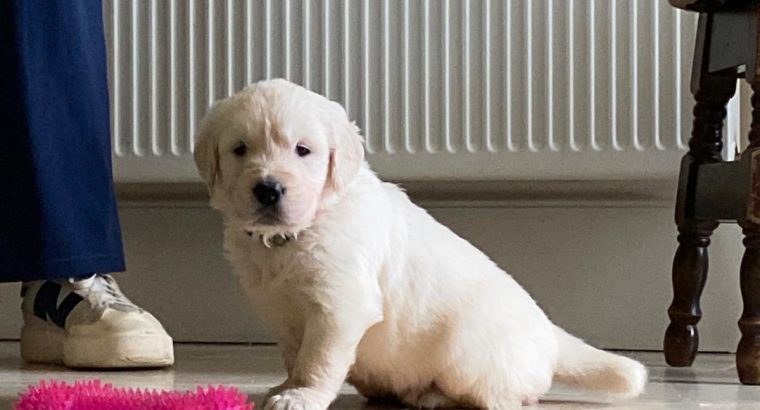 Golden Retriever Puppies for Sale in Mayo