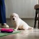 Golden Retriever Puppies for Sale in Mayo