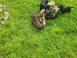 dachshund puppies