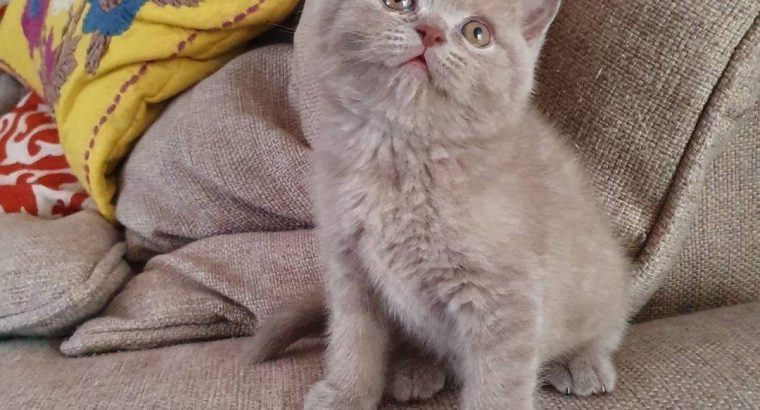 Golden Retriever shorthair for sell