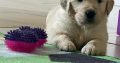 Golden Retriever Puppies for Sale in Mayo