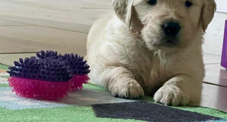Golden Retriever Puppies for Sale in Mayo