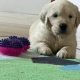 Golden Retriever Puppies for Sale in Mayo