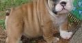 English Bulldog puppies