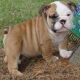 English Bulldog puppies