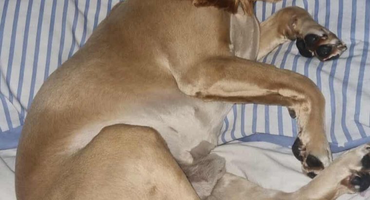 American Cocker Spaniel