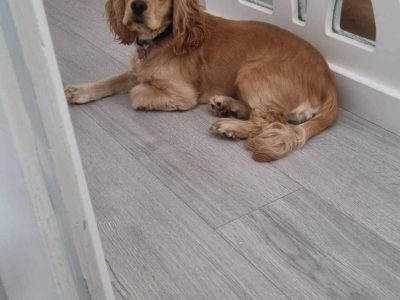 American Cocker Spaniel