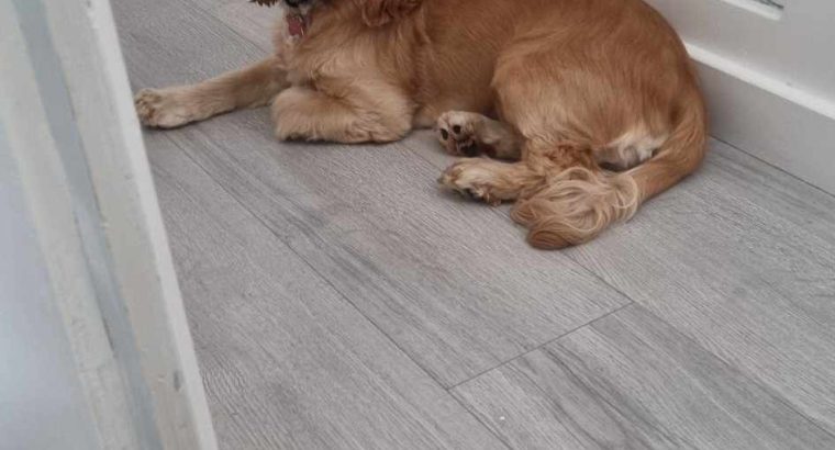 American Cocker Spaniel