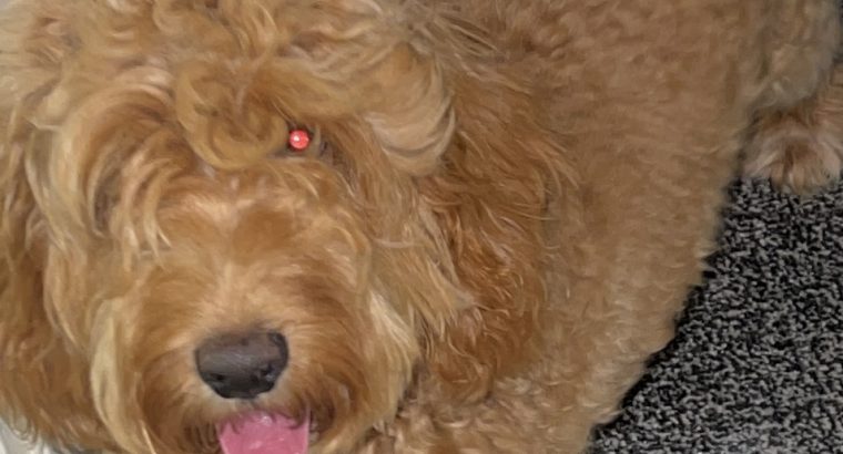 Loving cockapoo for rehoming