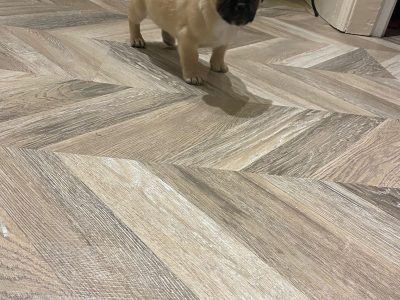 Pug-Tuz