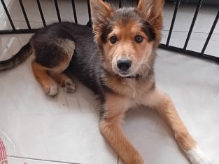 Collie x shepherd