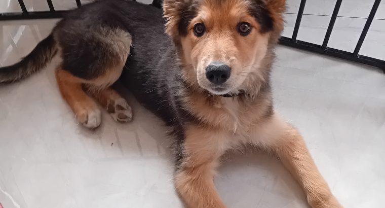 Collie x shepherd