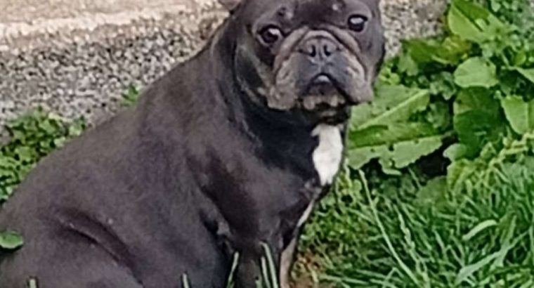 Female French bulldog