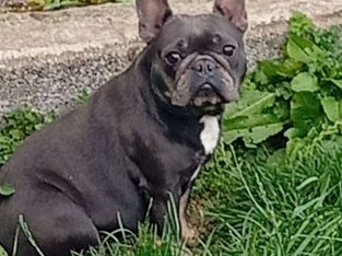 Female French bulldog