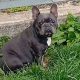 Female French bulldog