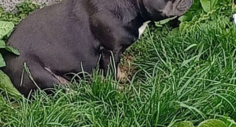 Female French bulldog