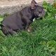 Female French bulldog