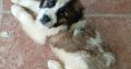 St bernard puppies IKC registered