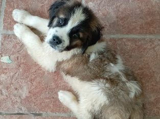 St bernard puppies IKC registered