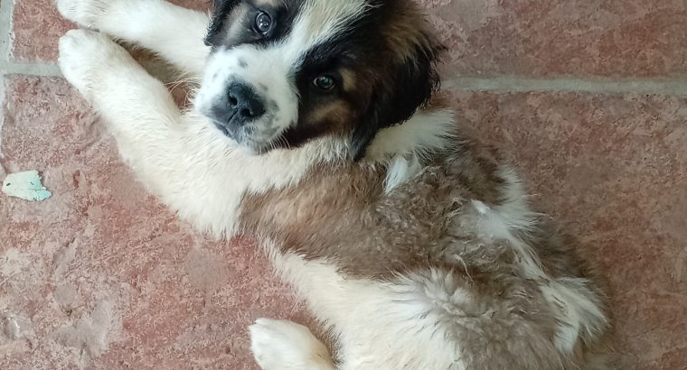 St bernard puppies IKC registered