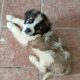 St bernard puppies IKC registered