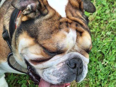 English bulldog