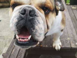 English bulldog