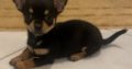Female chihuahua puppy ikc registered