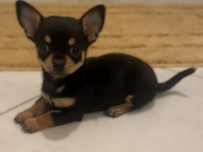 Female chihuahua puppy ikc registered