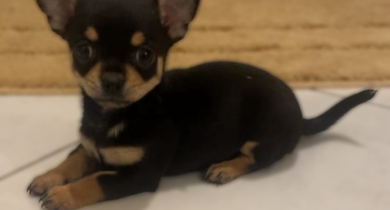 Female chihuahua puppy ikc registered