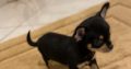 Female chihuahua puppy ikc registered