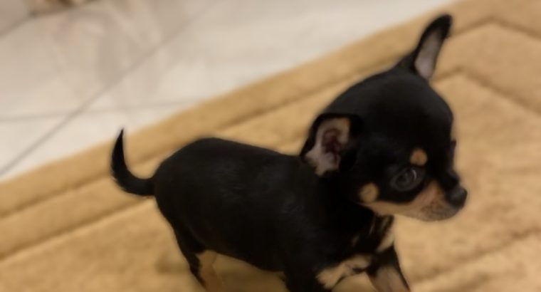 Female chihuahua puppy ikc registered