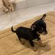 Female chihuahua puppy ikc registered