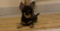 Female chihuahua puppy ikc registered